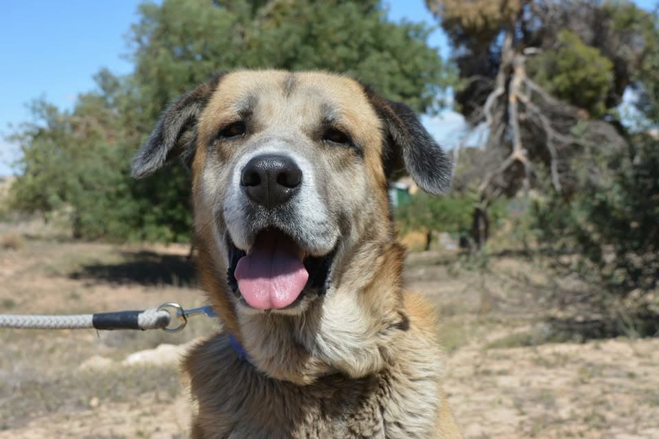 Animales de Protectora Refugiados