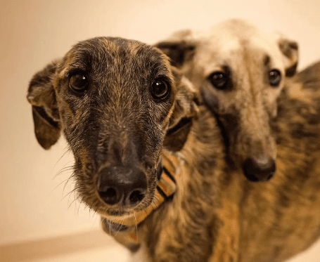 Animales de Siempre Fiel